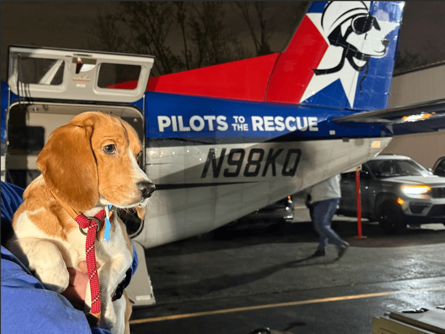 16 rescued dogs searching for forever homes in New Haven
