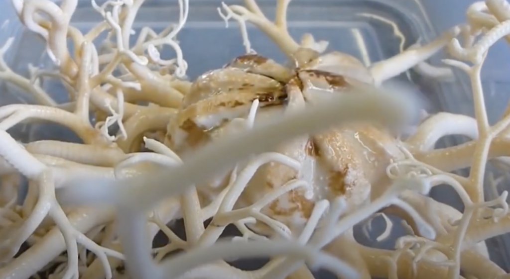 A Real Life Sea Monster May Actually Exist in the Deep