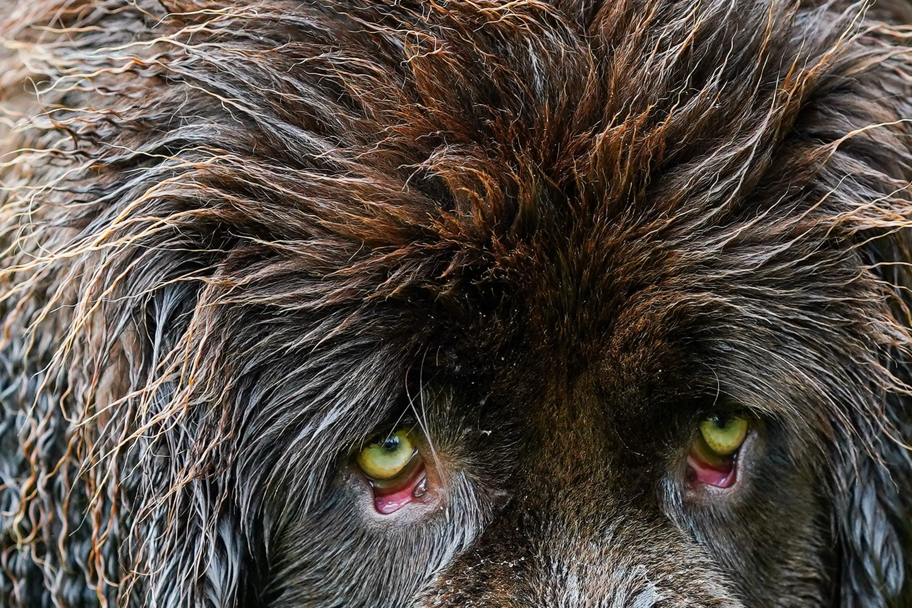Best pictures of the wondrous, water-loving Newfoundland dogs