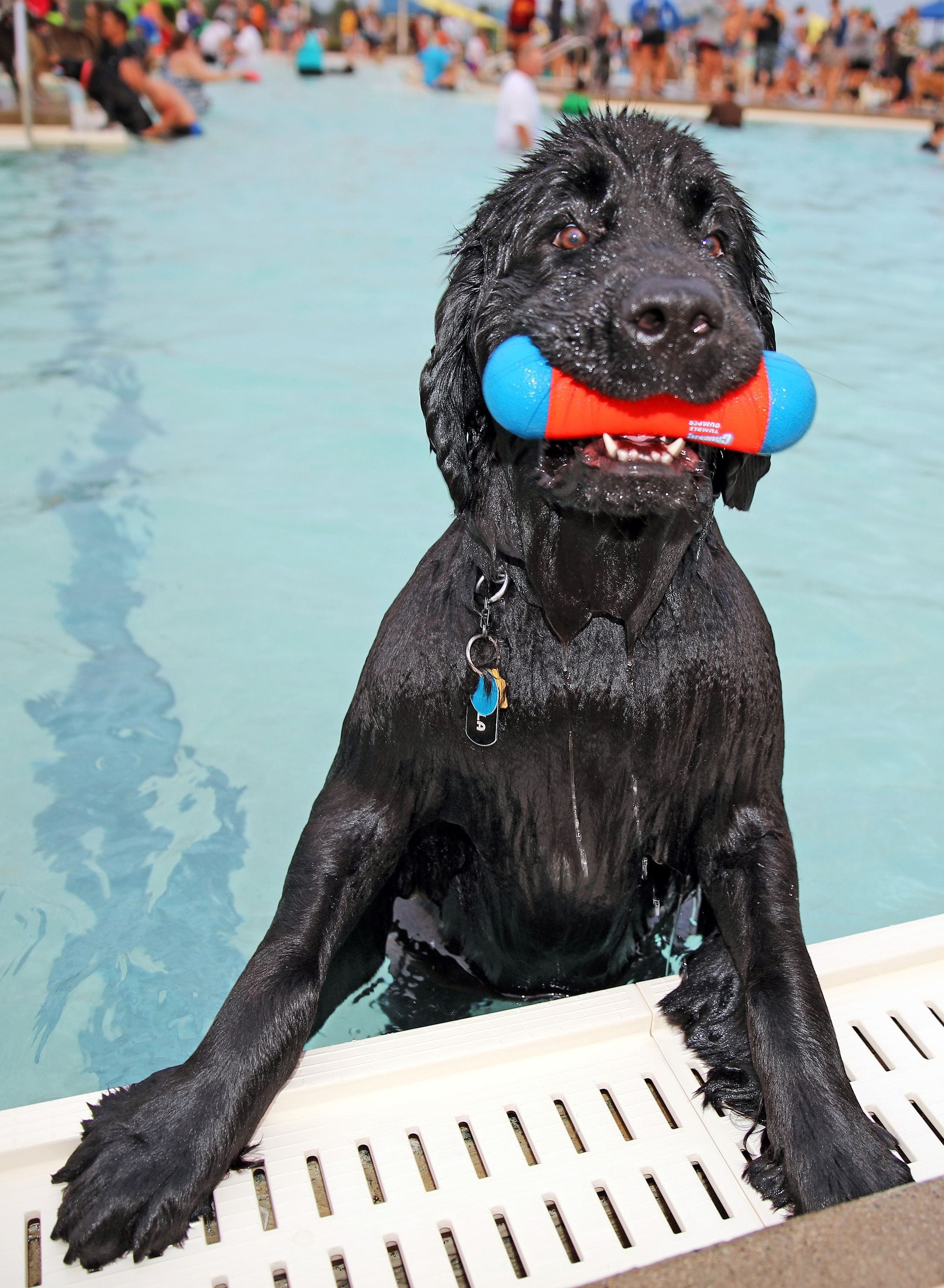 Best pictures of the wondrous, water-loving Newfoundland dogs