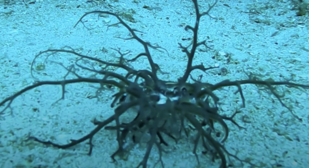 A Real Life Sea Monster May Actually Exist in the Deep
