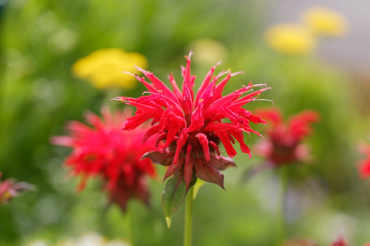 If You Have Clay Soil, These Are the Flowers You Should Be Planting