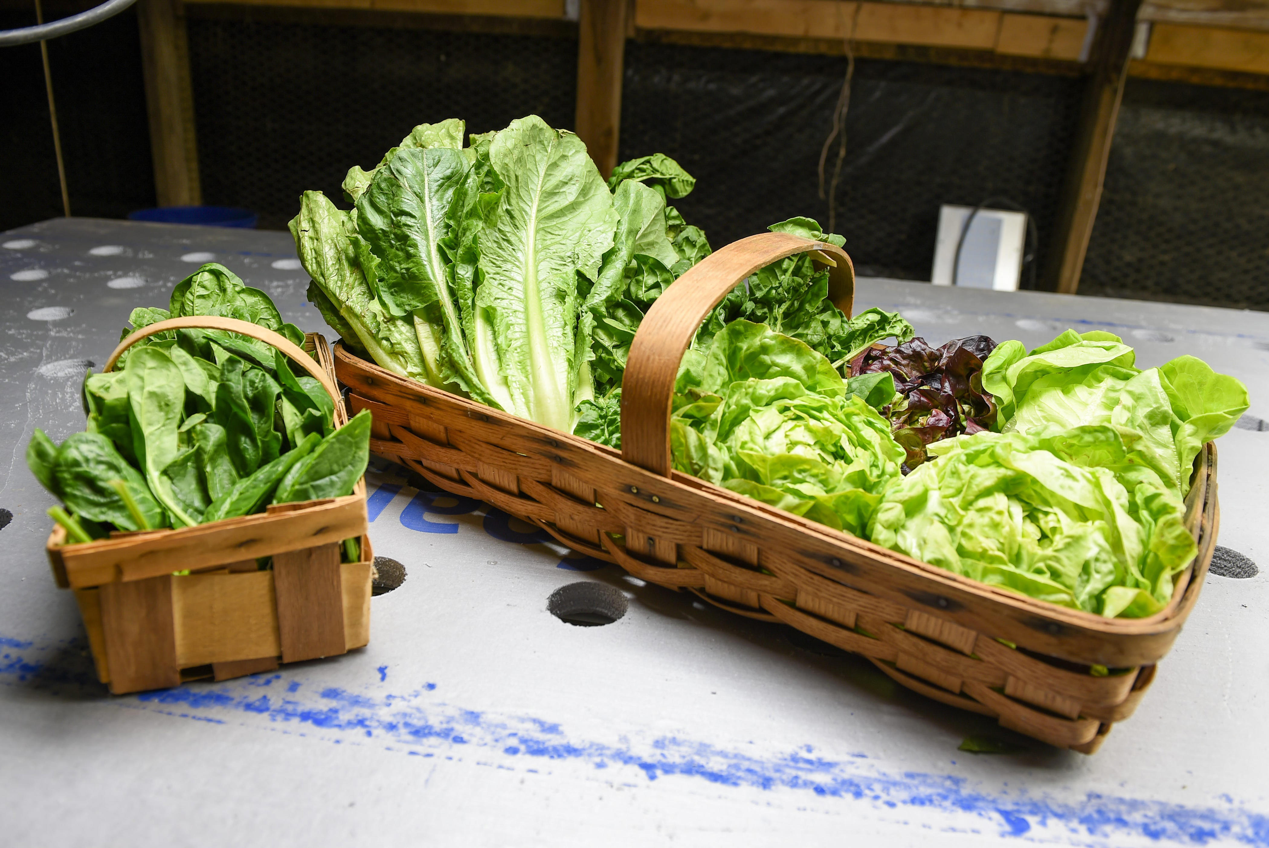 Before you eat that salad, here's how to properly wash lettuce