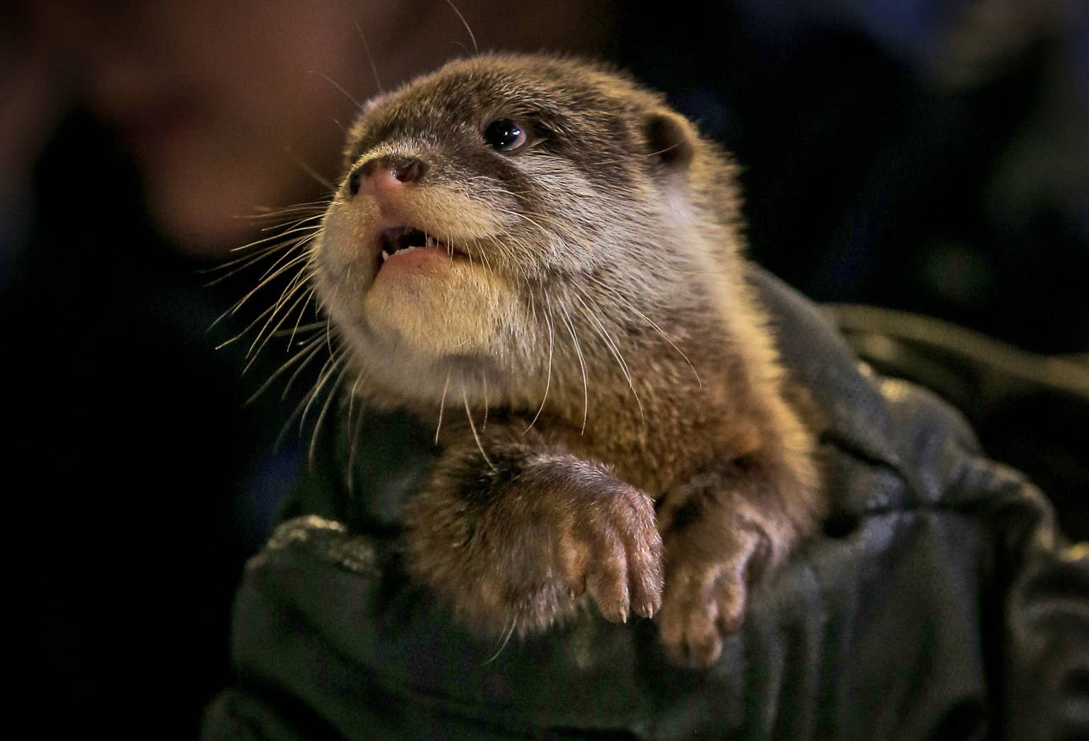 cute-baby-otter
