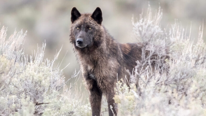 Two ancient wolves were found on a remote island, suggesting humans brought them there thousands of years ago