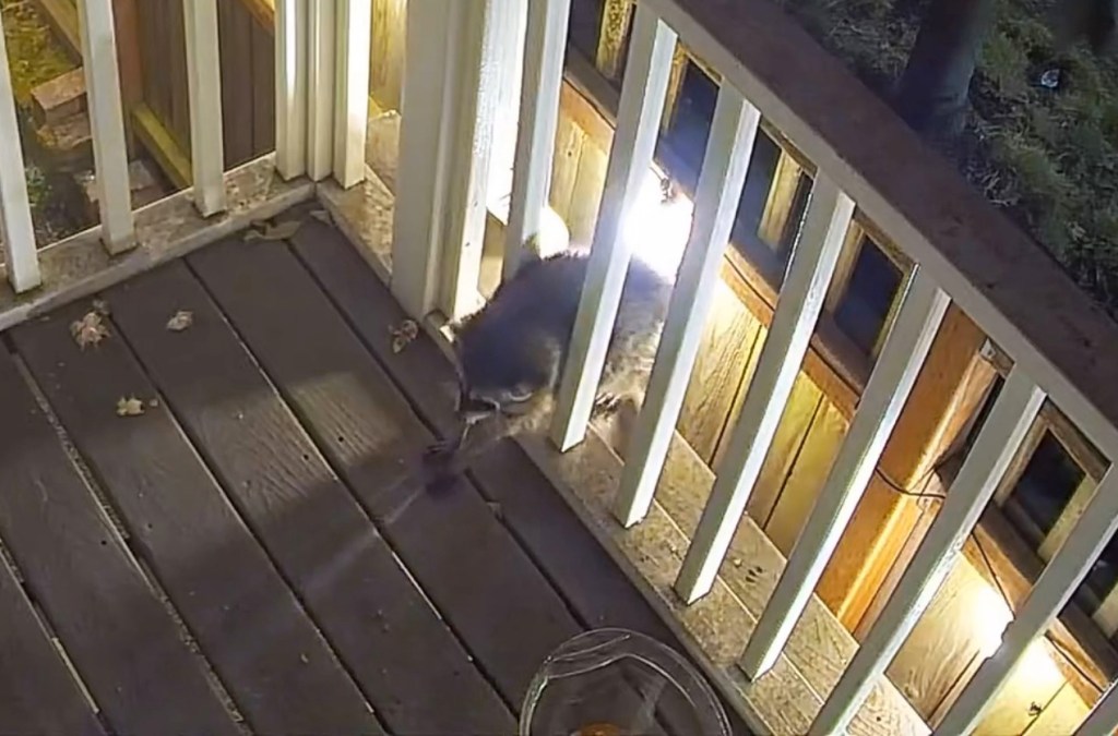 The ‘sad’ truth about Jimothy, Seattle’s uber-viral mutant raccoon with a short spine