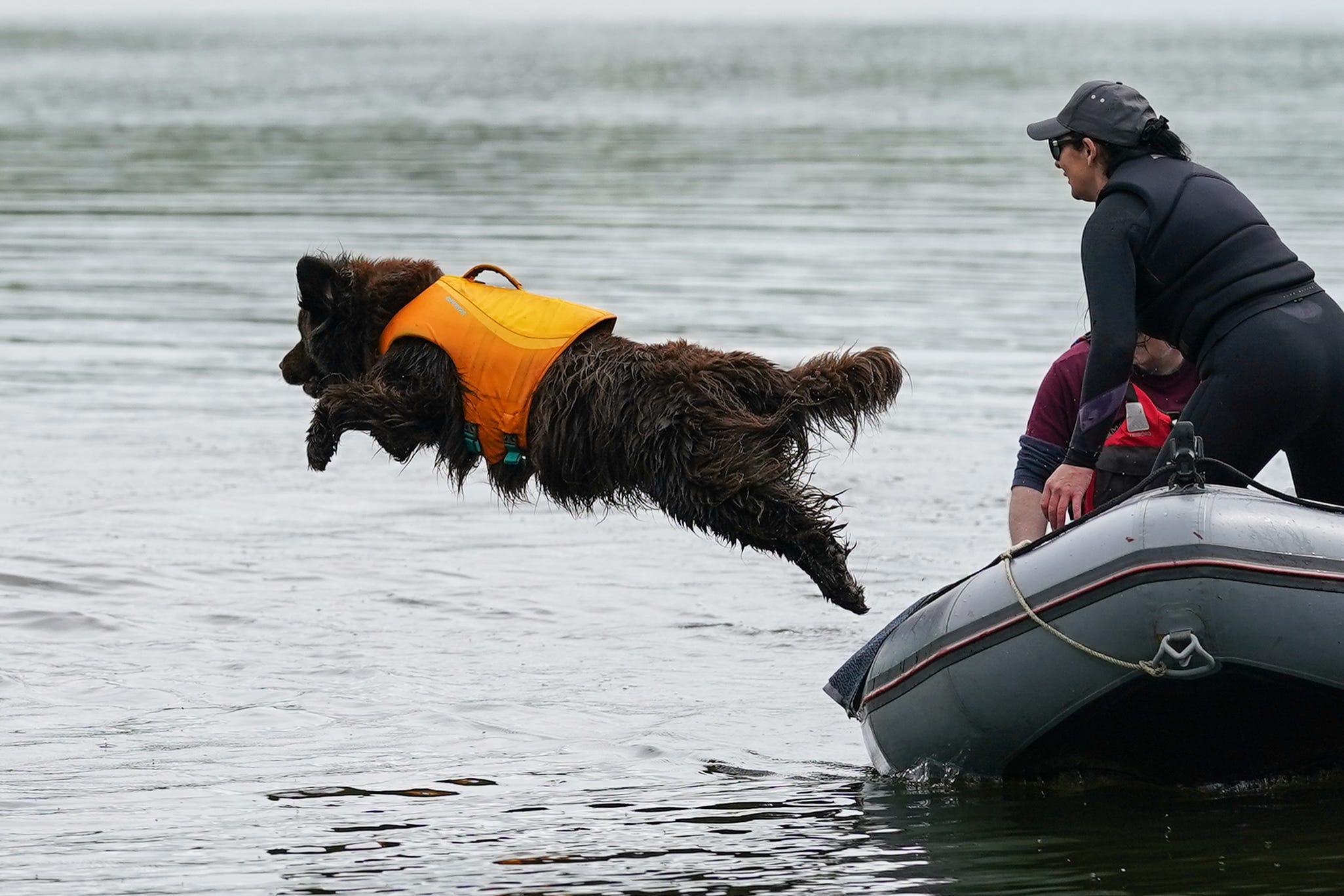 Best pictures of the wondrous, water-loving Newfoundland dogs