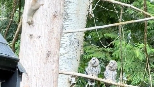 Two baffled owlets watch squirrels below, as if asking, 'We eat those, right?'