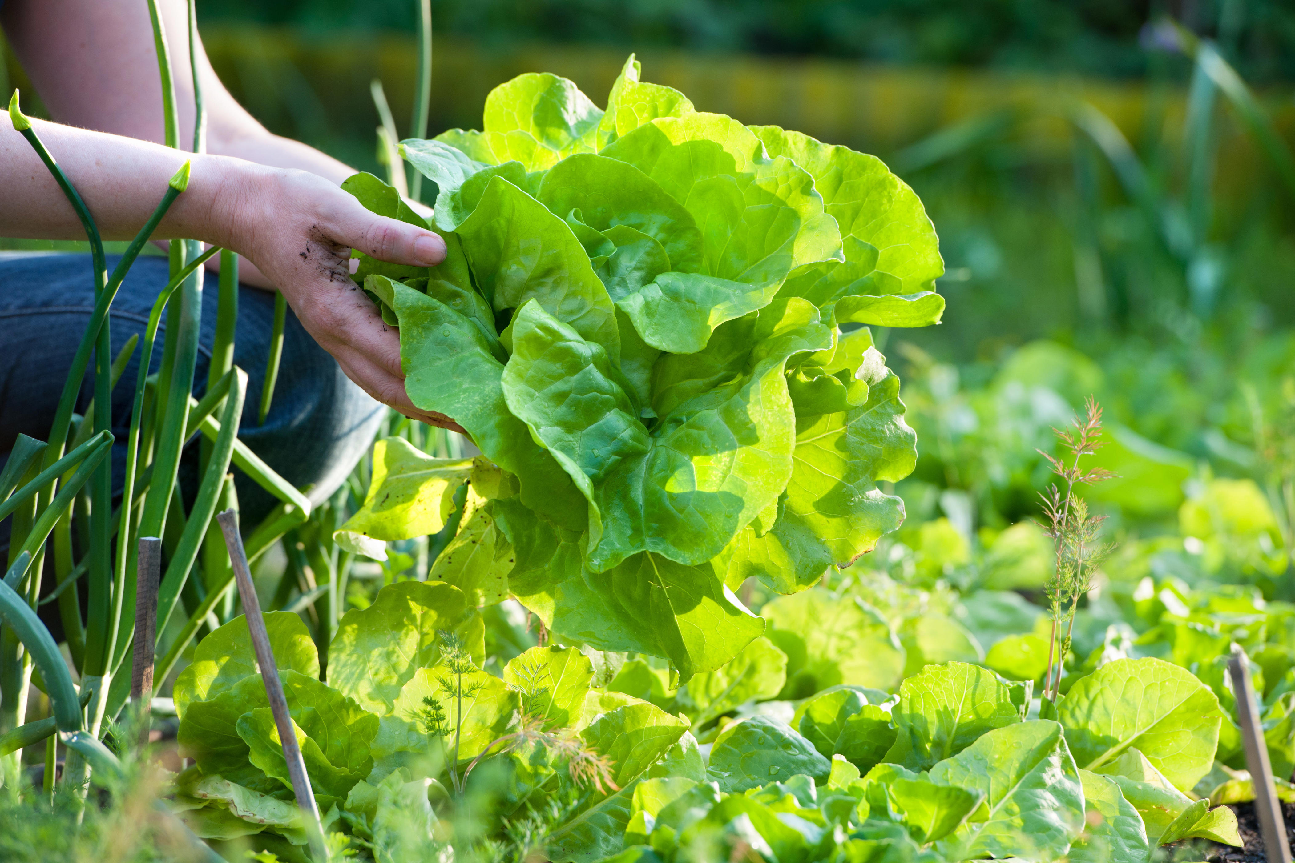 picking lettuce