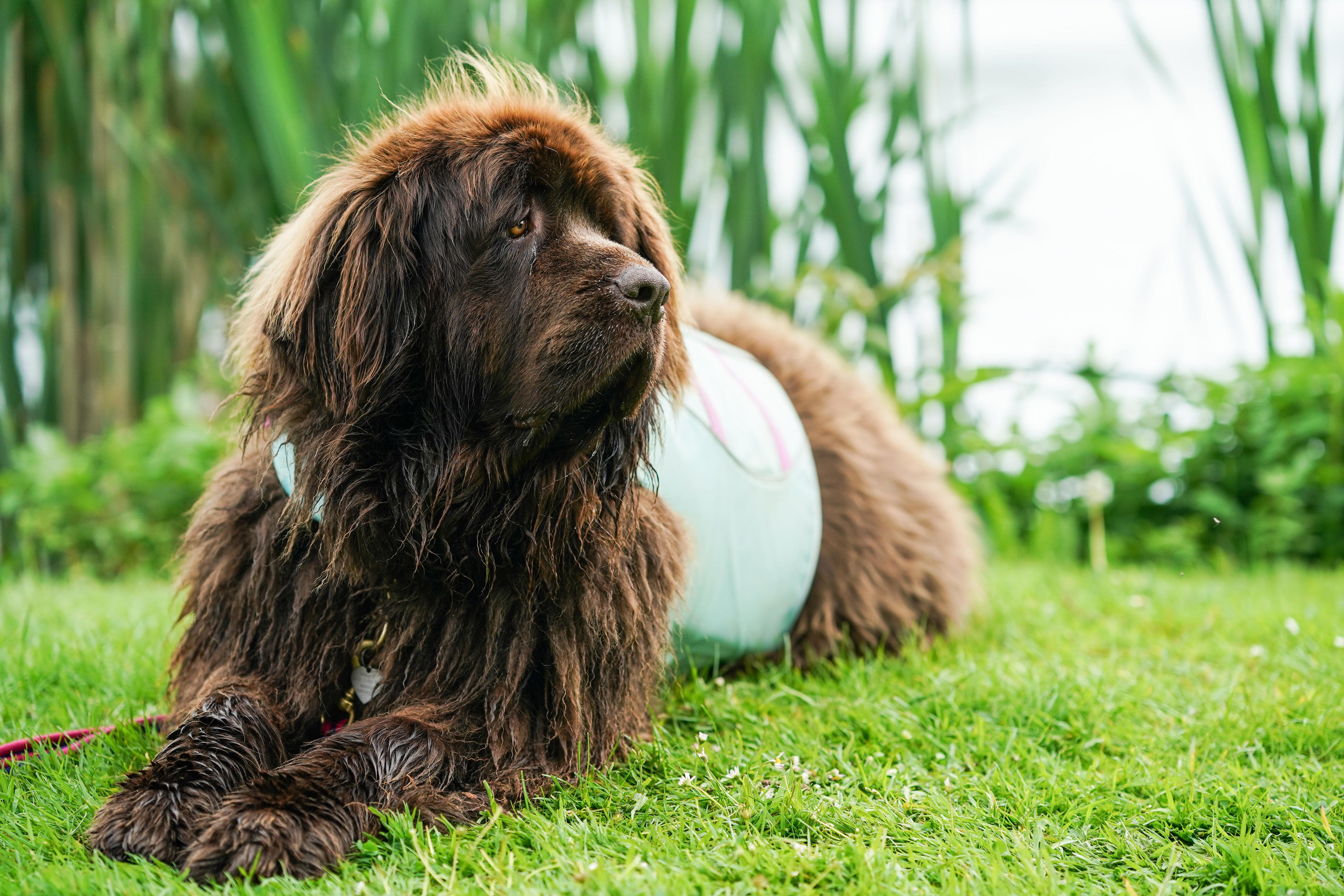 Best pictures of the wondrous, water-loving Newfoundland dogs