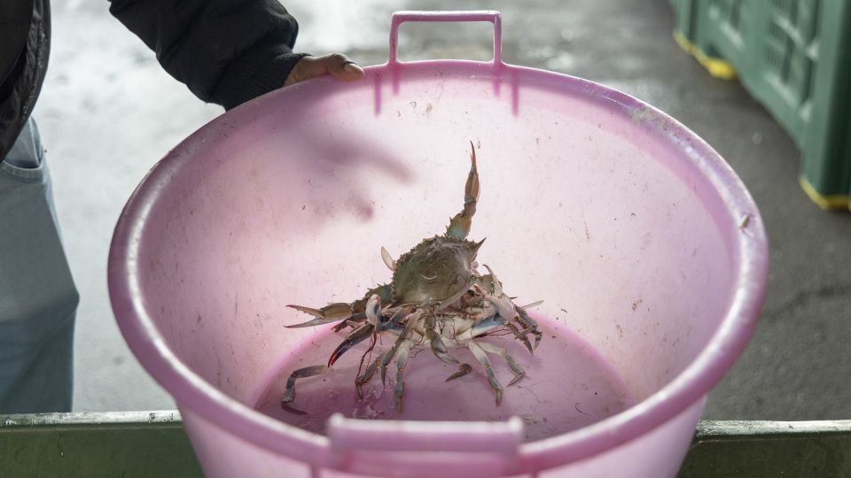 Representatives from the Sri Lankan company Granchio Blu Trading check the size and weight of crabs, processing them for sale on the global market. - Chiara Negrello