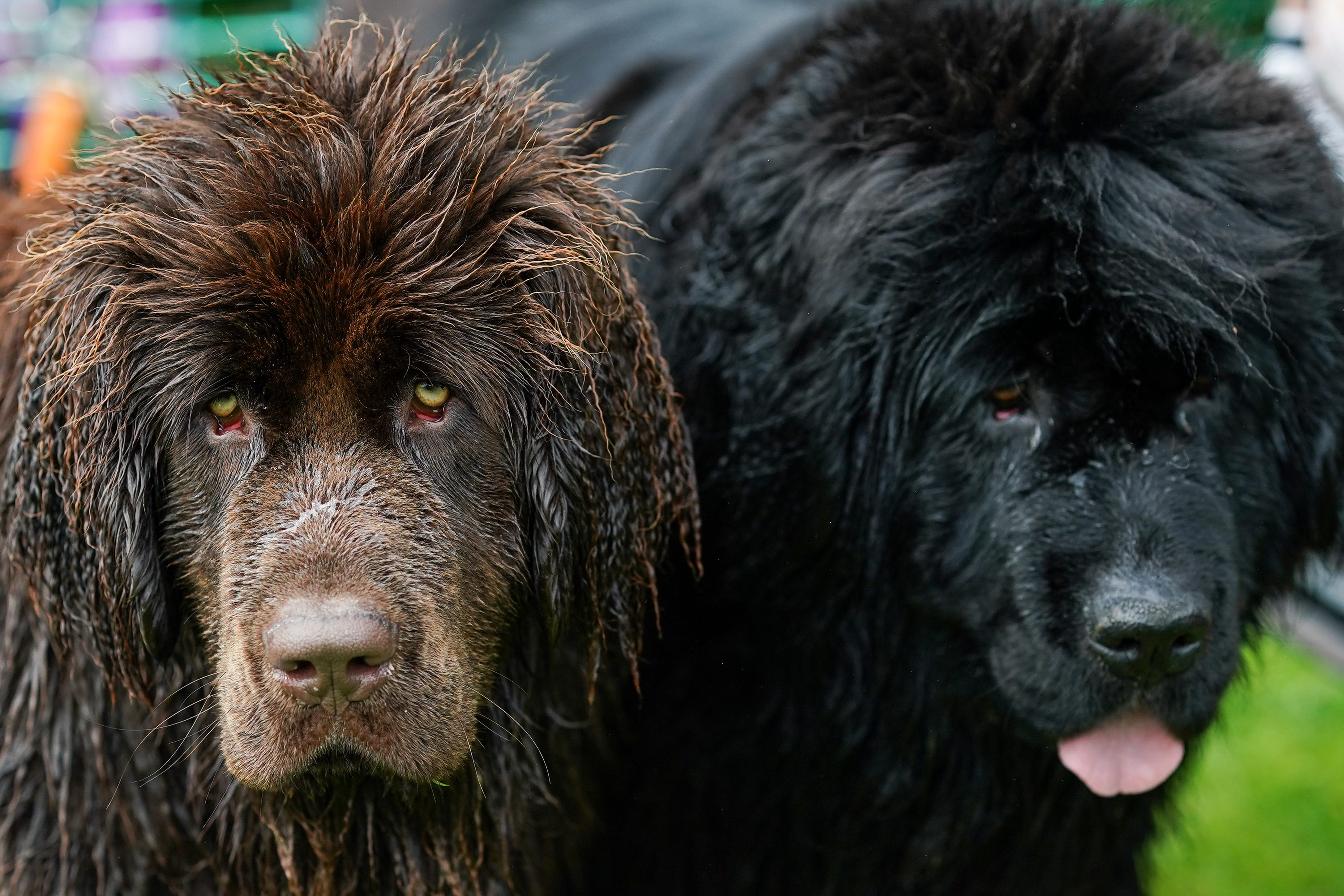 Best pictures of the wondrous, water-loving Newfoundland dogs