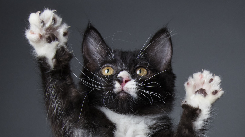 Stray 2-day-old kitten gets a new cat mom who helps her thrive