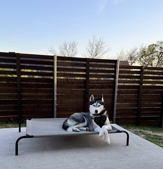 Siberian Husky lounging on a raised outdoor pet bed in a fenced yard, looking relaxed