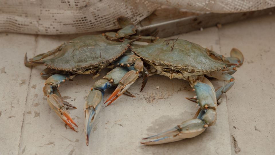The Atlantic blue crab (Callinectes sapidus), native to the western Atlantic Ocean, had been present in the Po Delta for decades before its population increased sharply in 2023. The crabs tolerate wide ranges of temperature and salinity and lack natural predators in the delta, allowing them to reproduce quickly. Since the boom, the species has devastated the clam harvesting industry. - Chiara Negrello