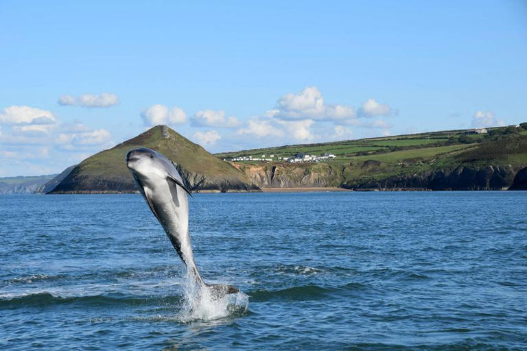 Do not go to this Welsh beach where dolphins swim in crystal clear