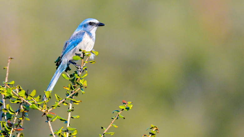Florida's Delicate State Park Is An Underrated Gem With The Most Endemic Species In The State