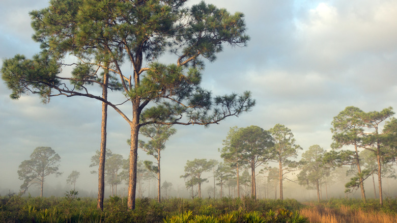 Florida's Delicate State Park Is An Underrated Gem With The Most Endemic Species In The State