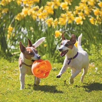 Two small dogs joyfully play with a toy in a sunny, grassy field with daffodils in the background