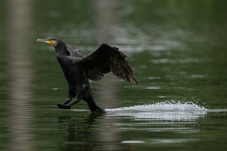 Fishers are concerned about the large black-feathered bird's ravenous hunger for fish