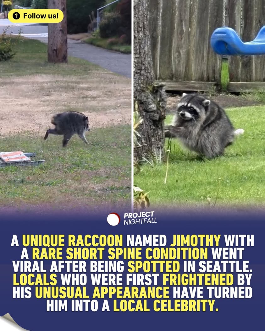 Witness the Impossible! Seattle's Cryptid Raccoon Shakes the Internet!