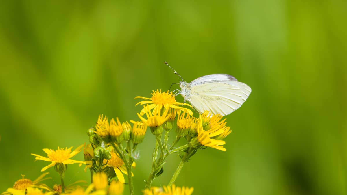 How to get rid of cabbage moths and white butterflies naturally