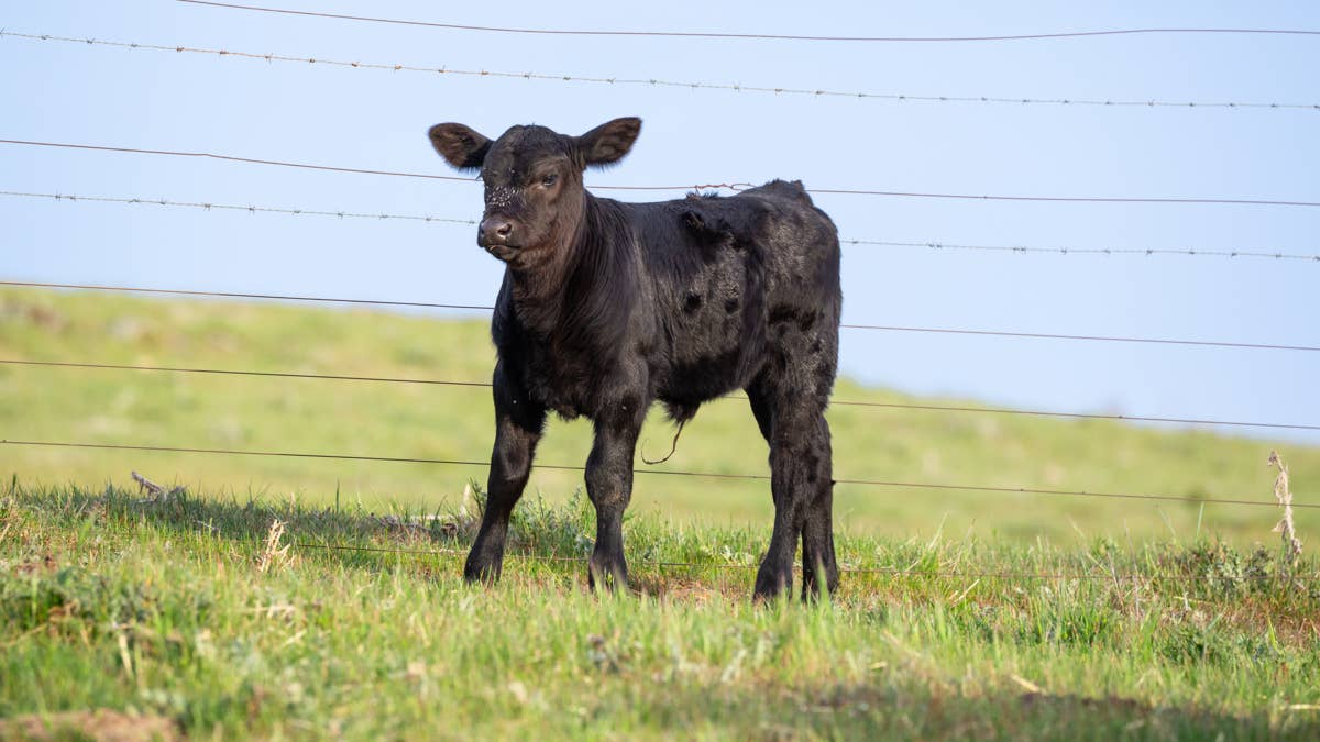 New Mama Cow Forgets Where She Left Her Calf, and Farmer Comes to the Rescue