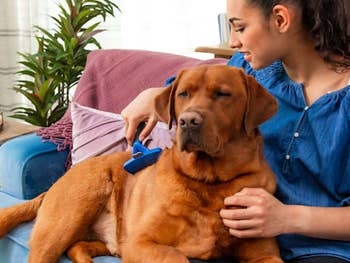 Person brushing a relaxed dog on a couch with text: