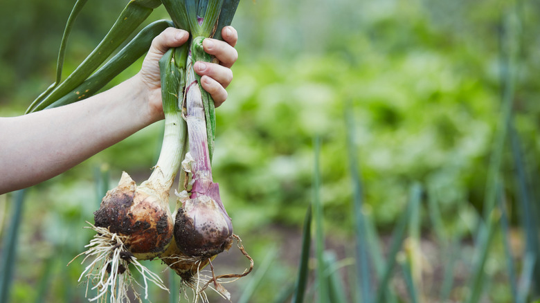 How long do onions really take to grow (& how do you know they're ready to harvest)?