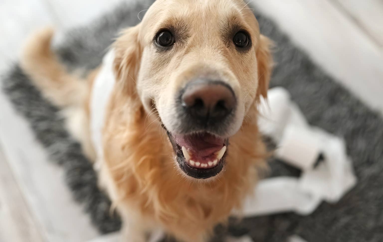 Golden Retrievers Act Just Like Two Human Kids When Their Parents Pick Them Up After Vacation