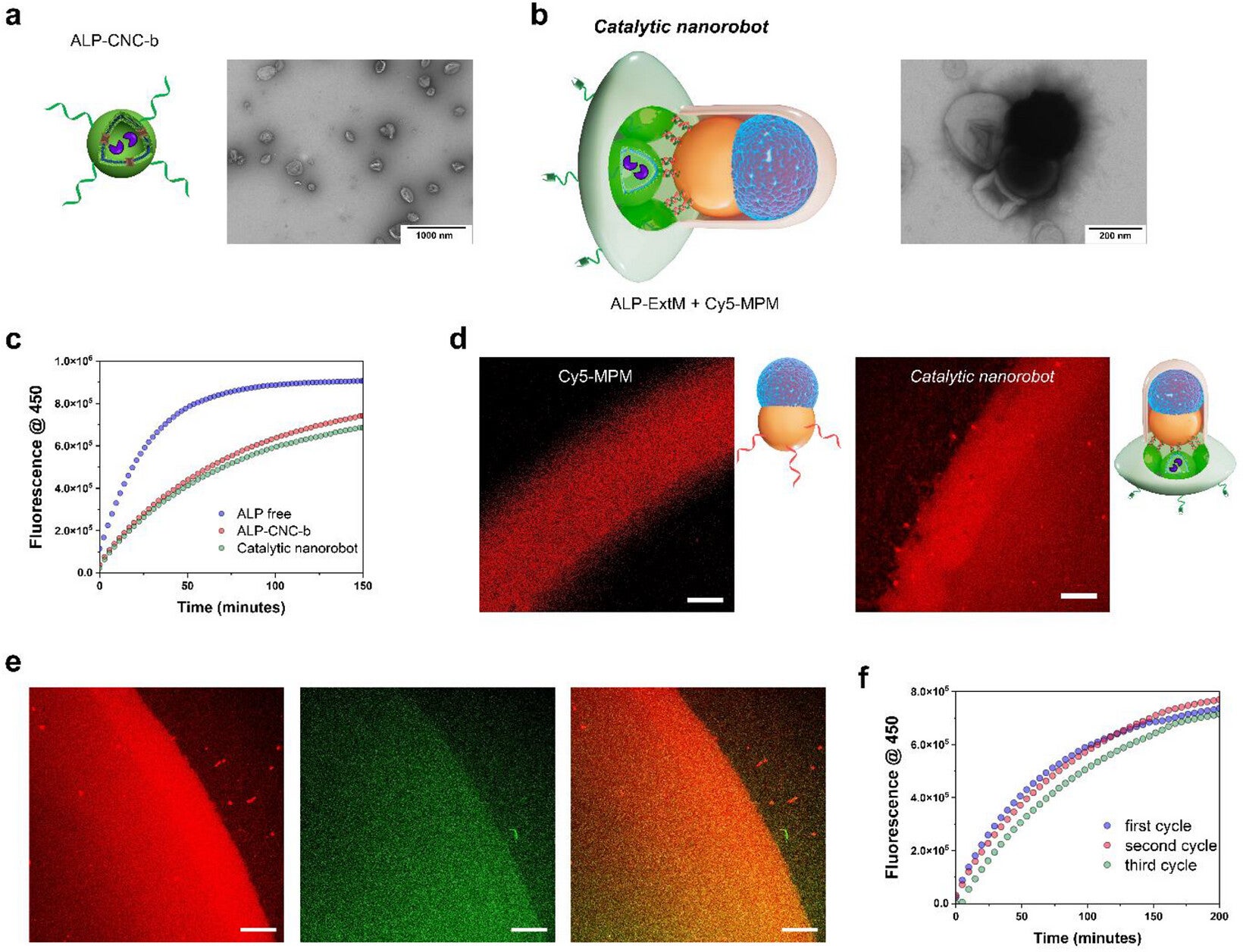 Integrating magnetically controlled movement, imaging, and enzymatic activity by modular assembly of catalytic nanorobots. (CREDIT: Advanced Functional Materials)