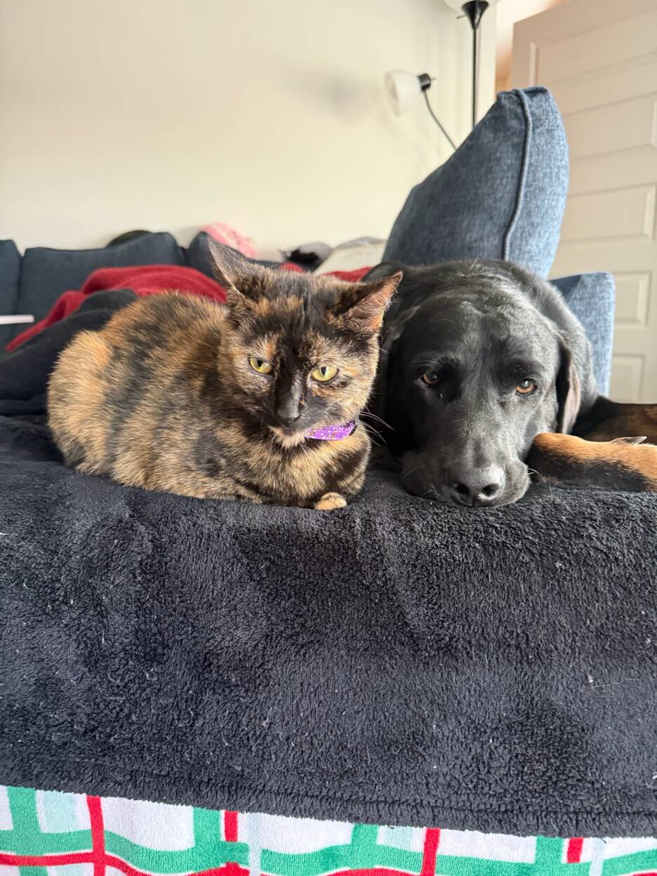 Stray Dogs Sleep On Porch Of Woman's Airbnb For 4 Days Until She Adopts Them All