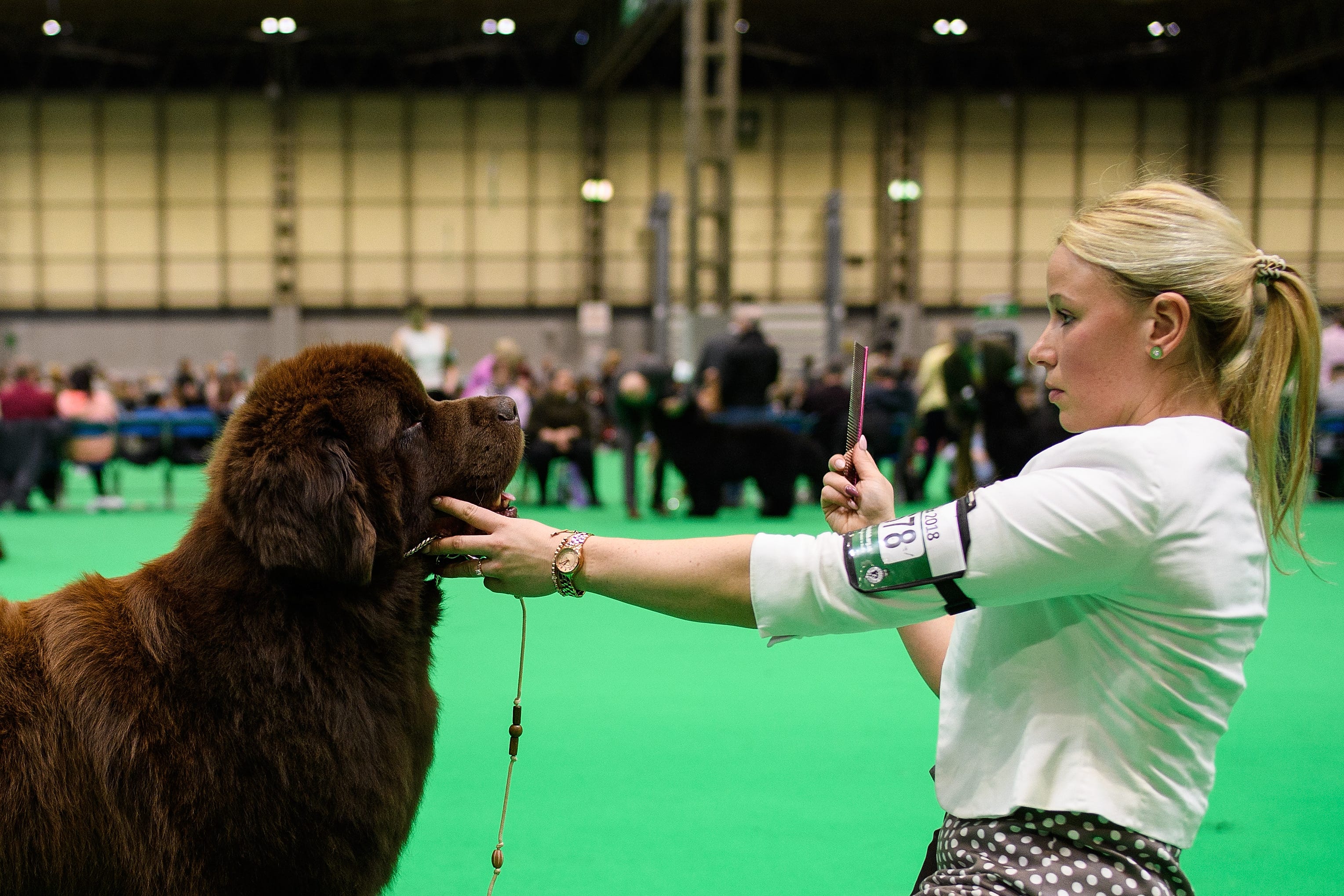 Best pictures of the wondrous, water-loving Newfoundland dogs