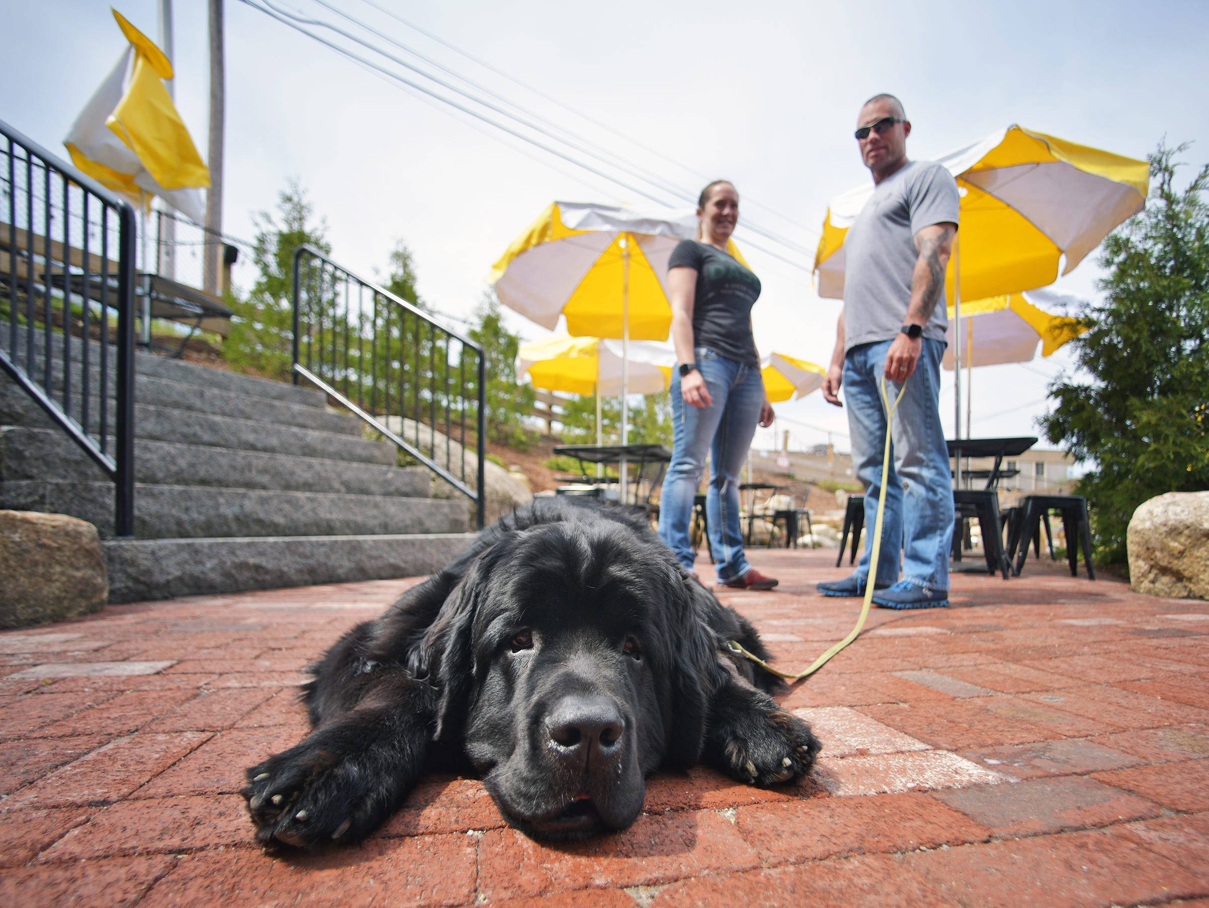 Best pictures of the wondrous, water-loving Newfoundland dogs
