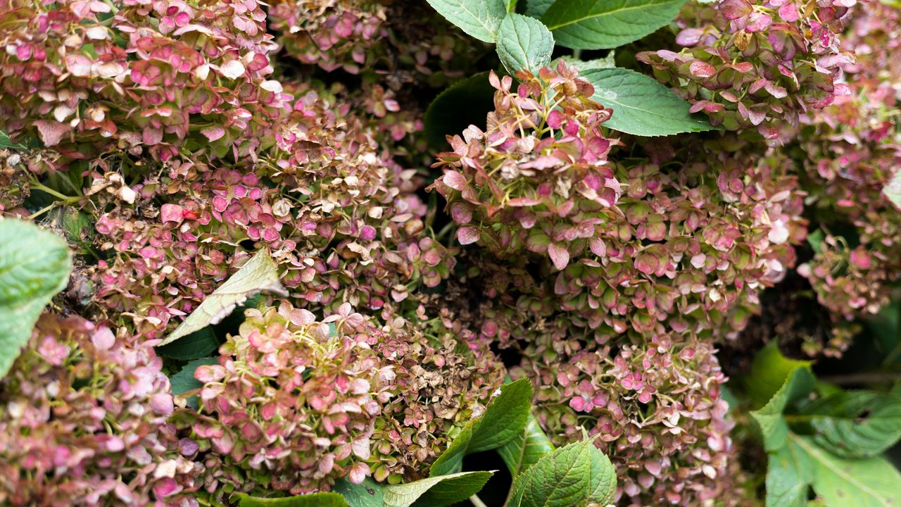 If your hydrangea blooms have turned brown, here are 5 common causes and exactly how to revive them