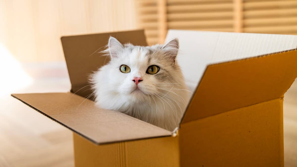 Joe The Cat Dad Makes Good Gag About Cats Playing With Trash