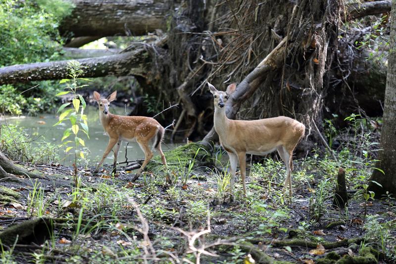 Does and fawns appear to be changing their habits to deal with coyote predation. Harvest numbers of adult deer are increasing after years of decline. File/Staff