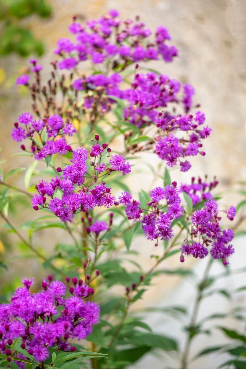 If You Have Clay Soil, These Are the Flowers You Should Be Planting