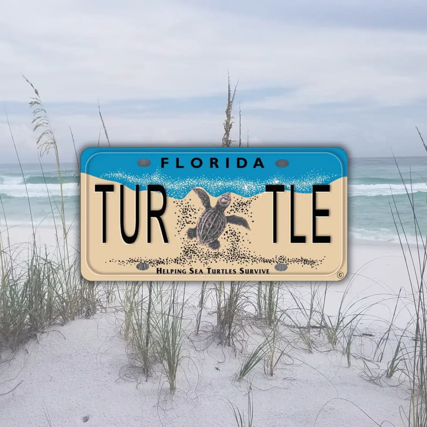 6a5a771b1730ef1041f34e91_6a5a7719a90360891f0f21e2_florida-sea-turtle-license-plates-body-2.webp