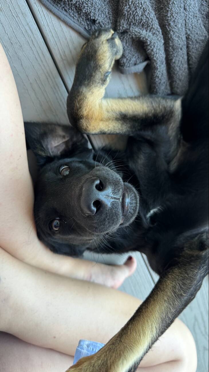 Stray Dogs Sleep On Porch Of Woman's Airbnb For 4 Days Until She Adopts Them All