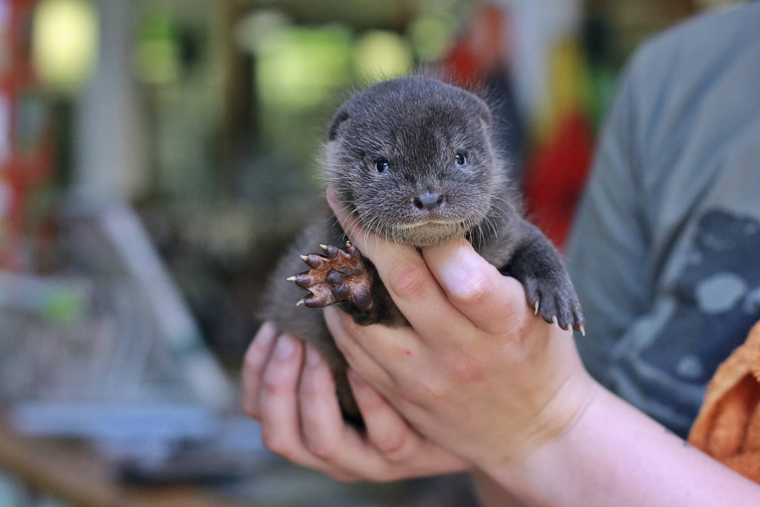 Adorable Baby Otter Joins Cat Family, Proving Love Knows No Species
