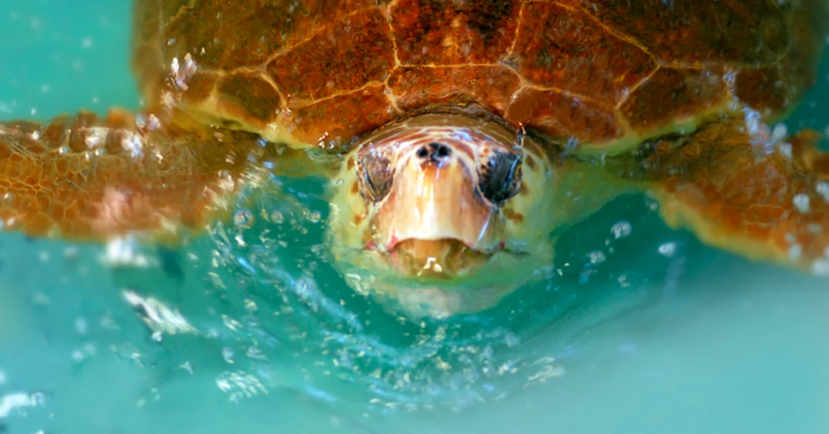 Florida's adorable sea turtle license plates have raised millions to save the endangered species