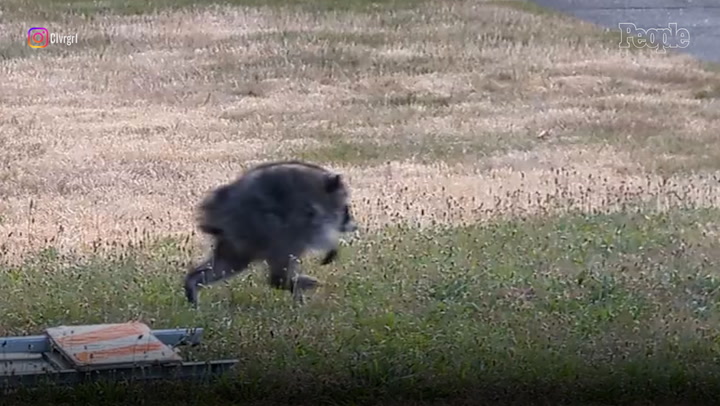Oddly shaped raccoon believed to have a spine deformity becomes Seattle ...
