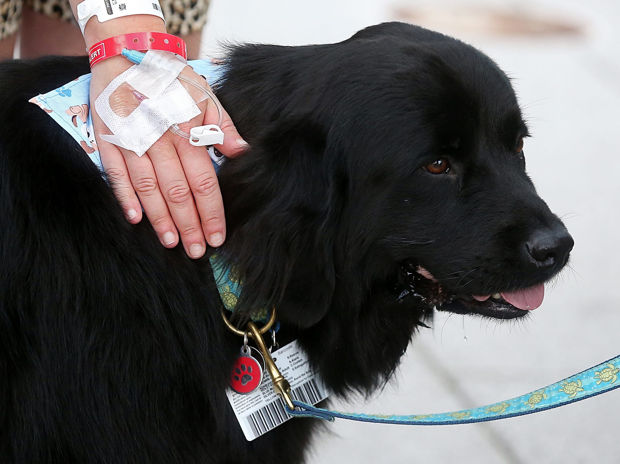 Best pictures of the wondrous, water-loving Newfoundland dogs