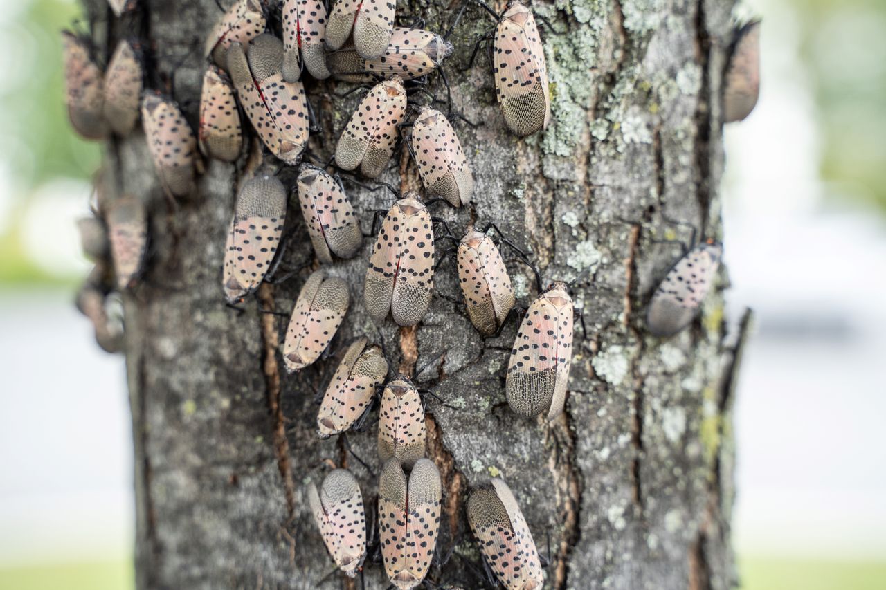 invasive spotted lanternfly adults resting on tree trunk