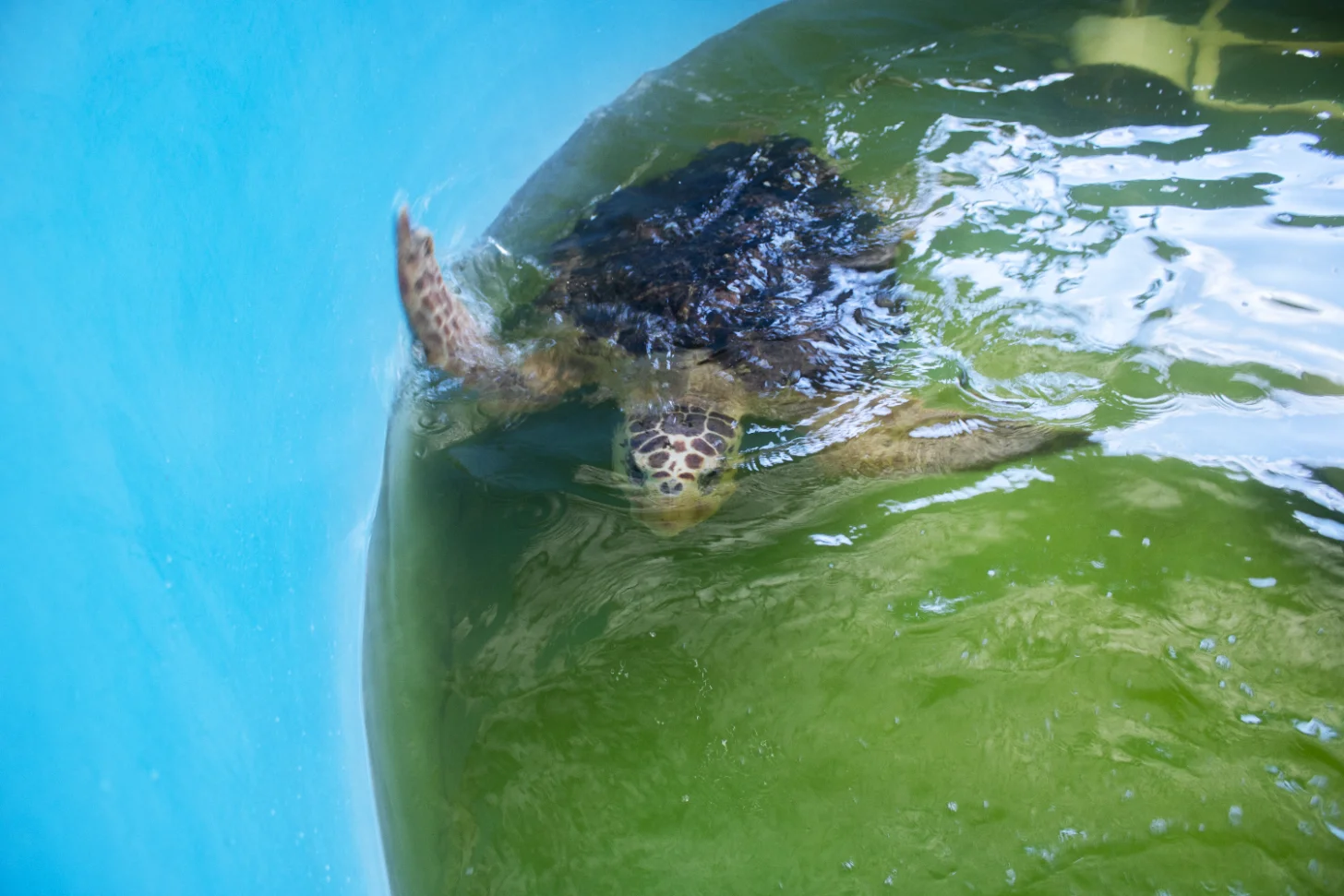 6a5a6159e50ae96a89ab8f4f_6a5a6156dcb145e8d0f5399d_orlando-health-sea-turtle-endoscopy-body.webp