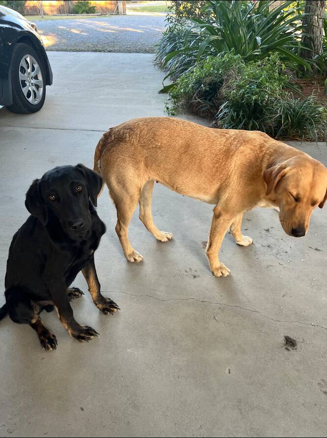 Stray Dogs Sleep On Porch Of Woman's Airbnb For 4 Days Until She Adopts Them All