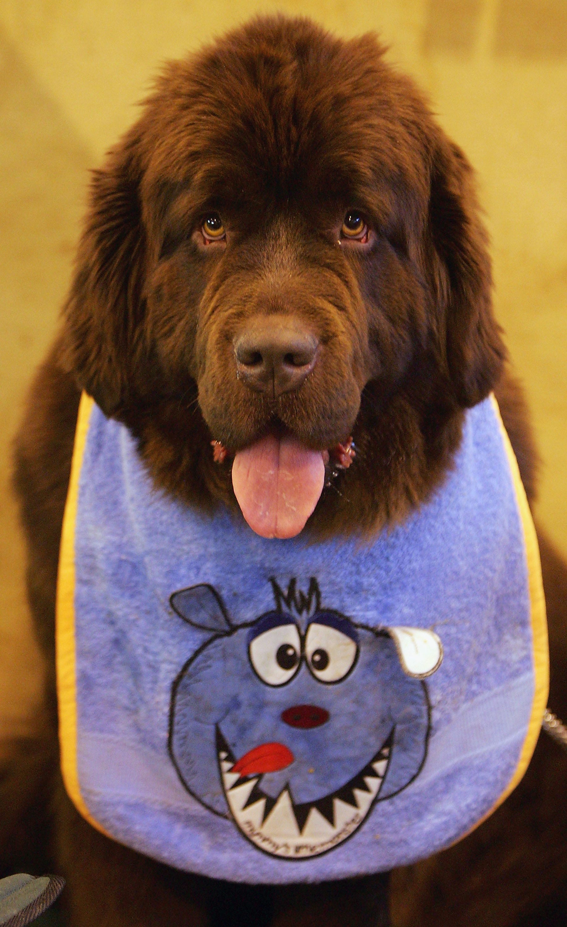 Best pictures of the wondrous, water-loving Newfoundland dogs