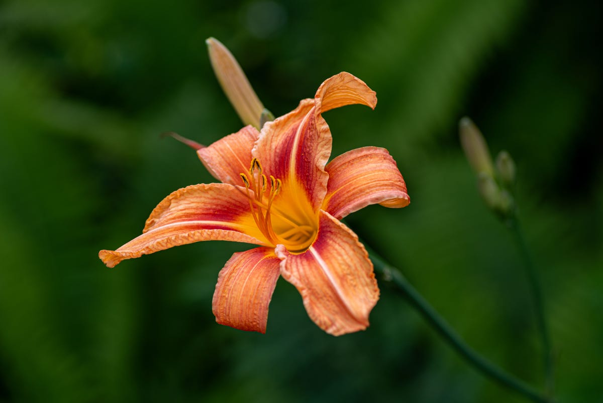 If You Have Clay Soil, These Are the Flowers You Should Be Planting
