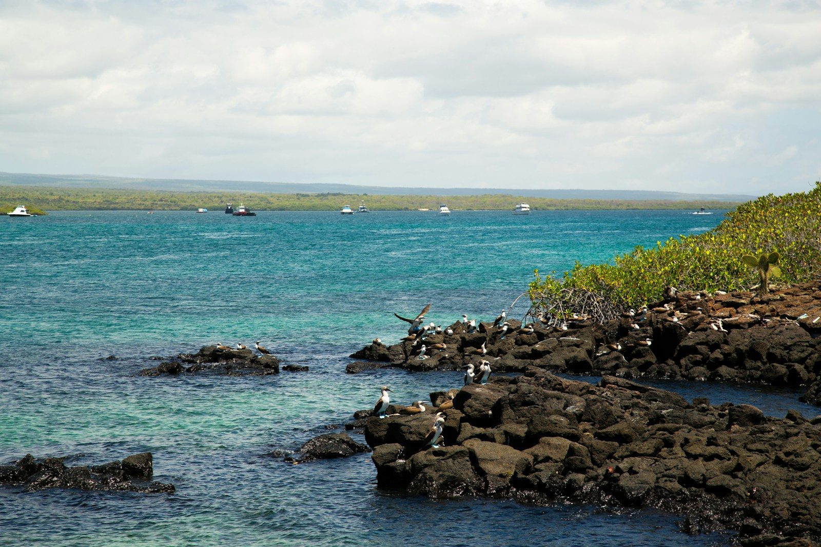 9 islands famous for their wildlife experiences